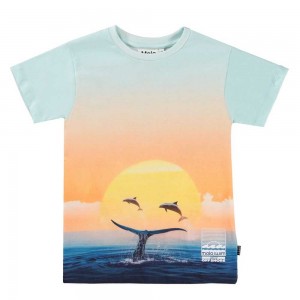 Ocean Smile Boys' Molo Raul T Shirts Tops | KSA000862