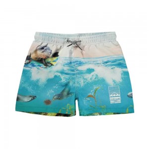 Sealion Molo Niko Swimshorts | KSA001116