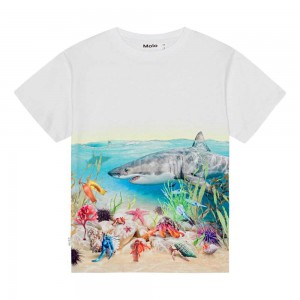 Shore Sharks Boys' Molo Raveno T Shirts Tops | KSA000790